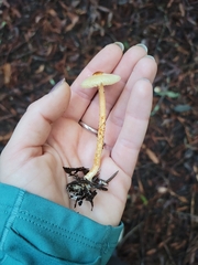 Lepiota castaneidisca
