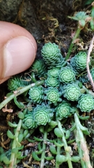 Sedum greggii