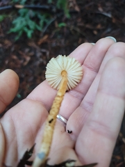 Lepiota castaneidisca