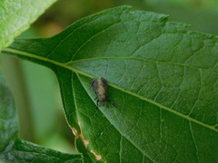 Platystoma