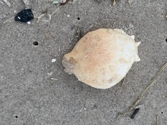 Persephona aquilonaris