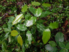 Gnetum gnemon