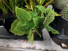 Pilea mollis