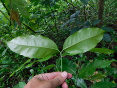 Gnetum gnemon