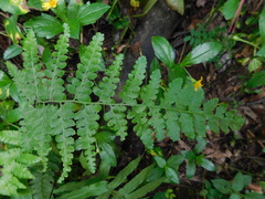 Microlepia