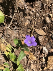 Ruellia lactea