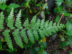 Microlepia