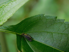 Platystoma