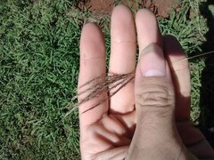 Bothriochloa pertusa