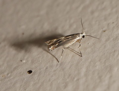 Thiotricha atractodes