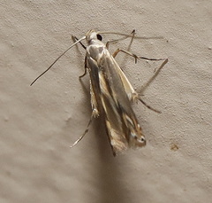 Thiotricha atractodes