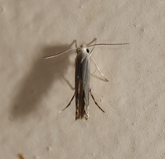 Thiotricha atractodes