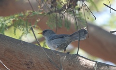 Xenospingus concolor