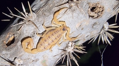 Centruroides exilicauda