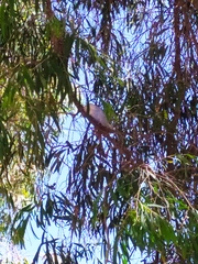 Melopsittacus undulatus domesticus
