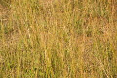 Dichanthium annulatum annulatum