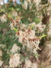 Melaleuca linariifolia