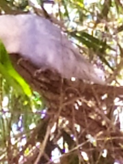 Melopsittacus undulatus domesticus