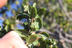 Aleuroplatus coronata