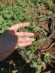 Urochloa plantaginea