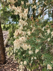 Melaleuca linariifolia