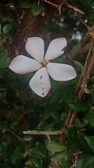 Hyperacanthus amoenus