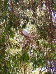 Melopsittacus undulatus domesticus