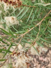Melaleuca linariifolia