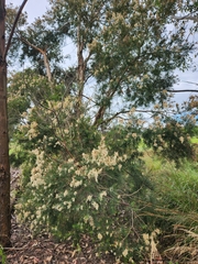 Melaleuca linariifolia