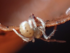 Enoplognatha ovata
