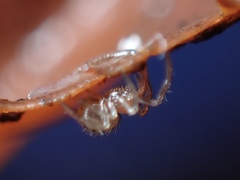 Enoplognatha ovata