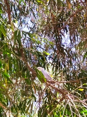 Melopsittacus undulatus domesticus