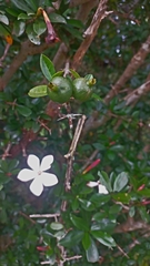 Hyperacanthus amoenus