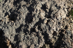 Lecanora