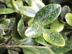 Eurytetranychus buxi