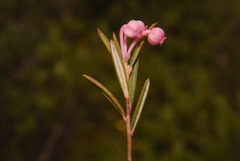 Andromeda polifolia polifolia