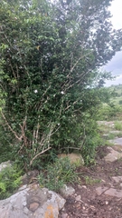 Hyperacanthus amoenus