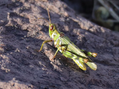 Bootettix argentatus