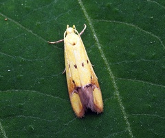 Gymnobathra flavidella