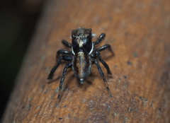 Maratus watagansi