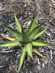 Agave convallis
