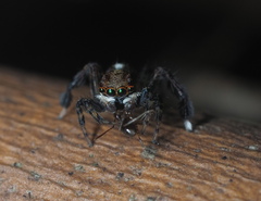 Maratus watagansi