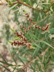 Melaleuca linariifolia
