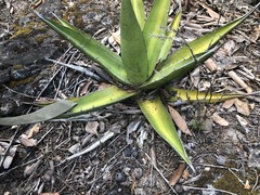 Agave convallis