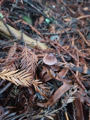 Mycena purpureofusca