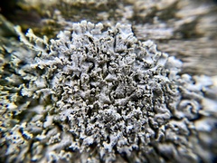 Physcia millegrana