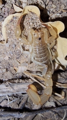 Paravaejovis spinigerus