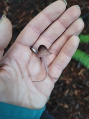 Mycena purpureofusca