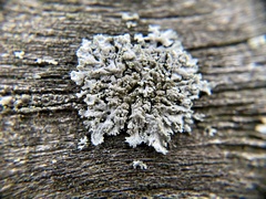 Physcia millegrana