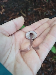 Mycena purpureofusca